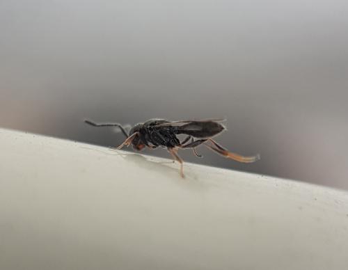 Trimorus sp.
